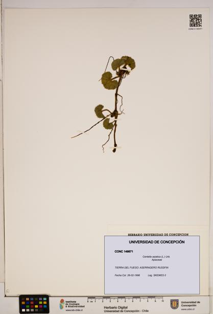 Centella asiatica [Espécimen: ]