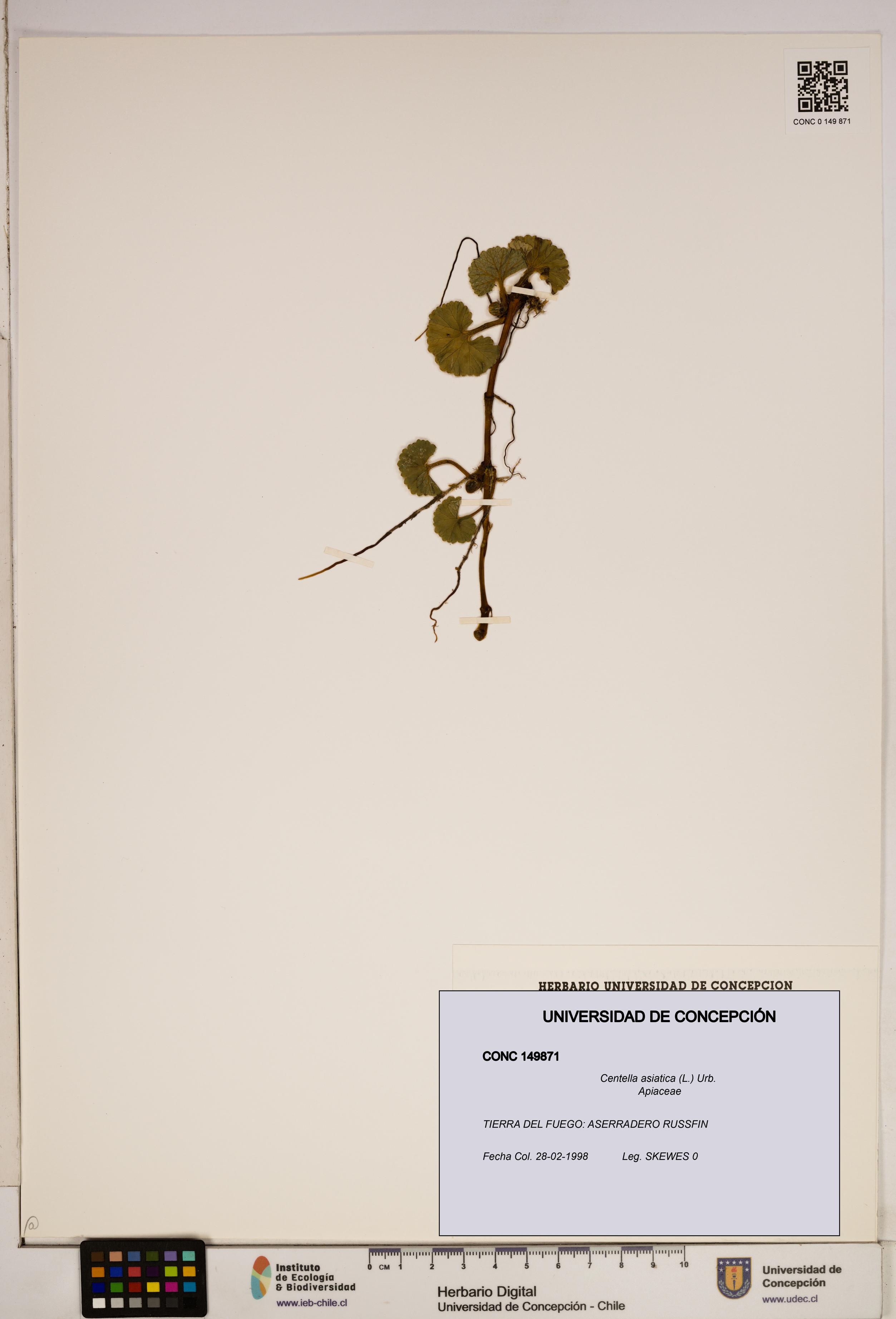 Centella asiatica [Espécimen: ]
