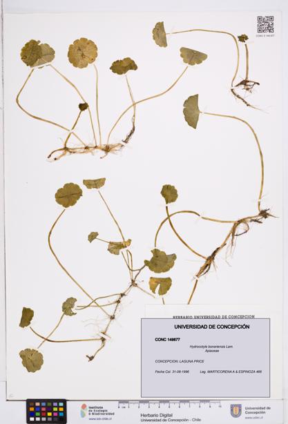 Hydrocotyle bonariensis [Espécimen: ]