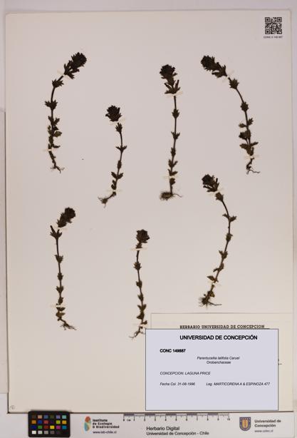 Parentucellia latifolia [Espécimen: UDEC:CONC:0149887]