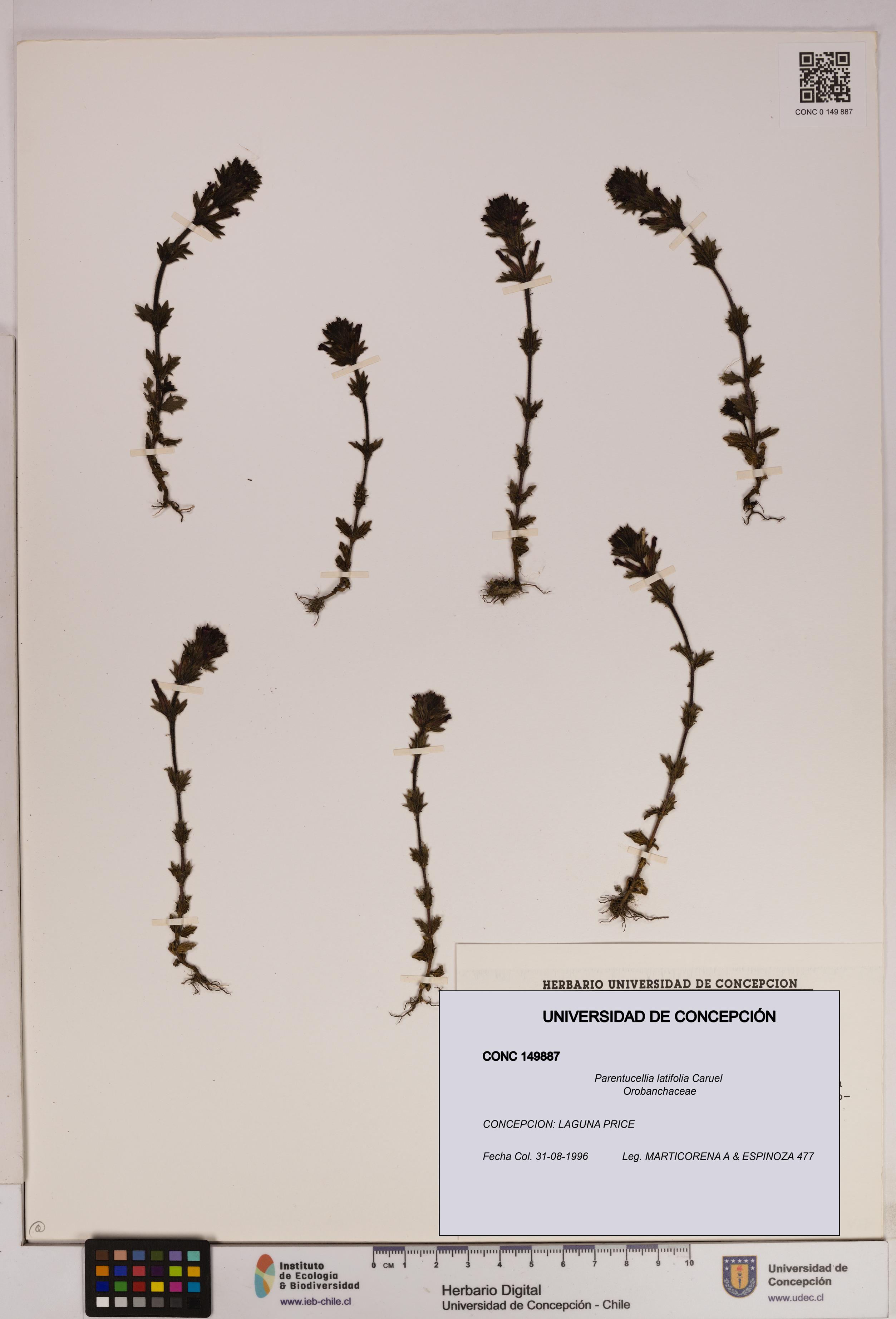 Parentucellia latifolia [Espécimen: UDEC:CONC:0149887]