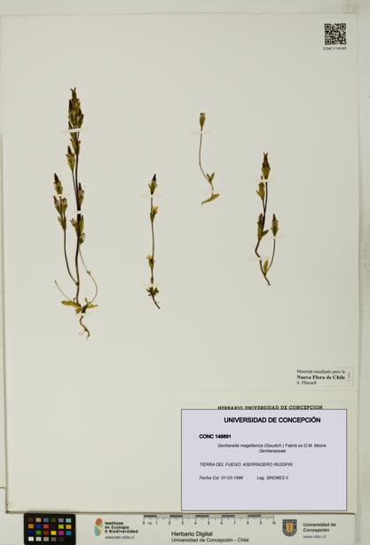 Gentianella magellanica [Espécimen: UDEC:CONC:0149891]