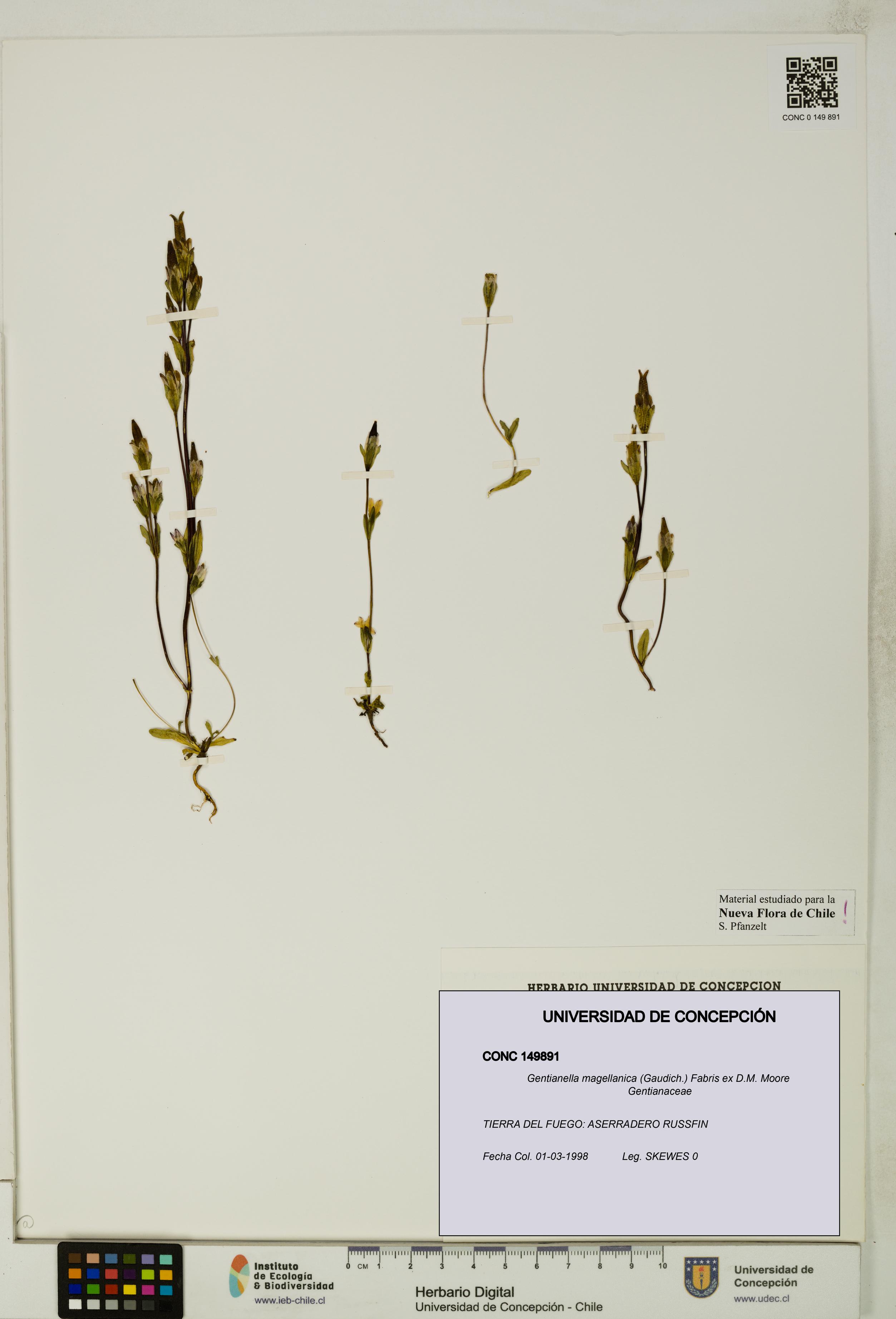 Gentianella magellanica [Espécimen: UDEC:CONC:0149891]