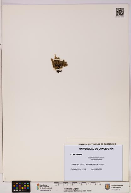 Drapetes muscosus [Espécimen: UDEC:CONC:0149892]