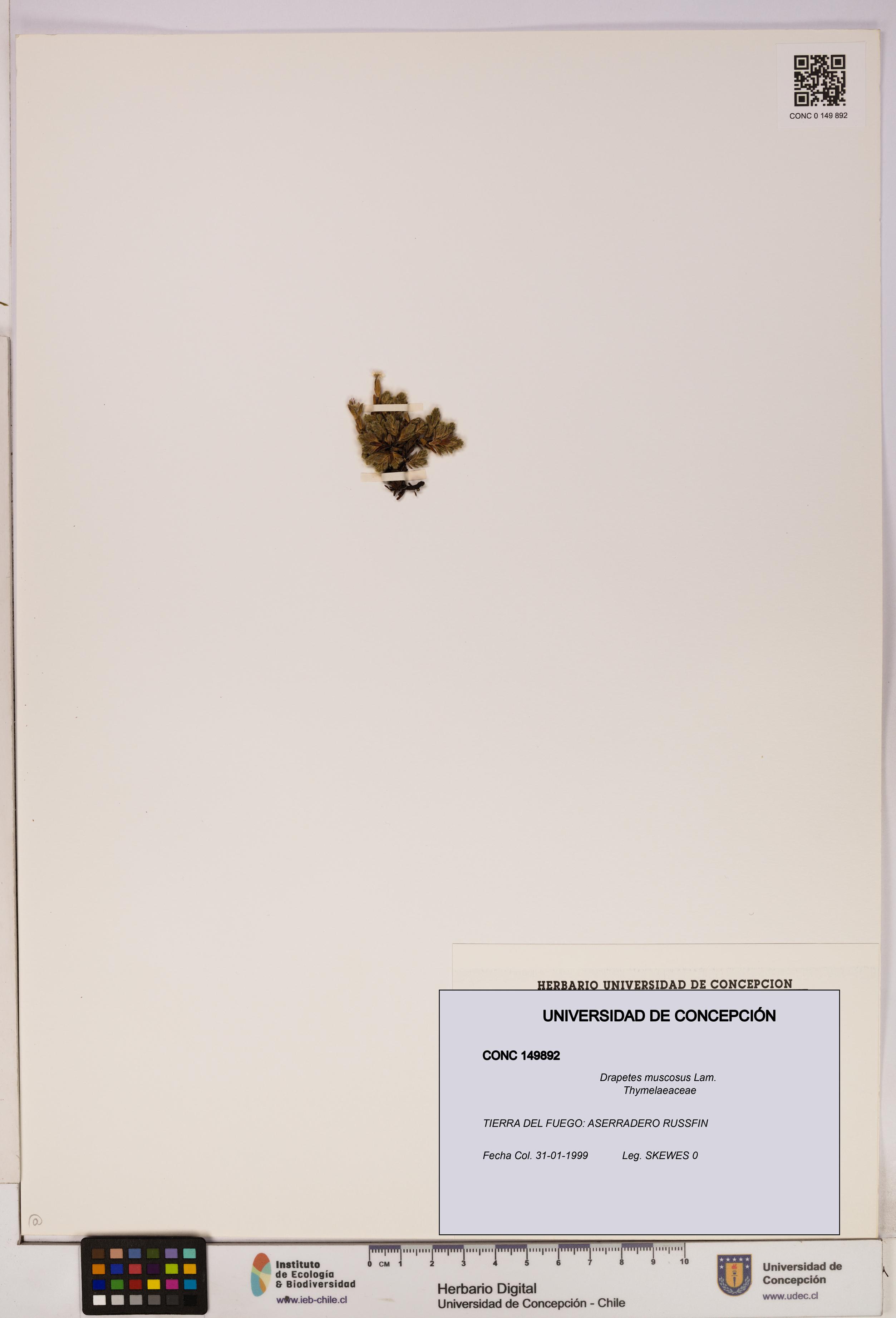 Drapetes muscosus [Espécimen: UDEC:CONC:0149892]