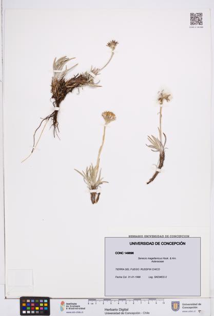 Senecio magellanicus [Espécimen: ]