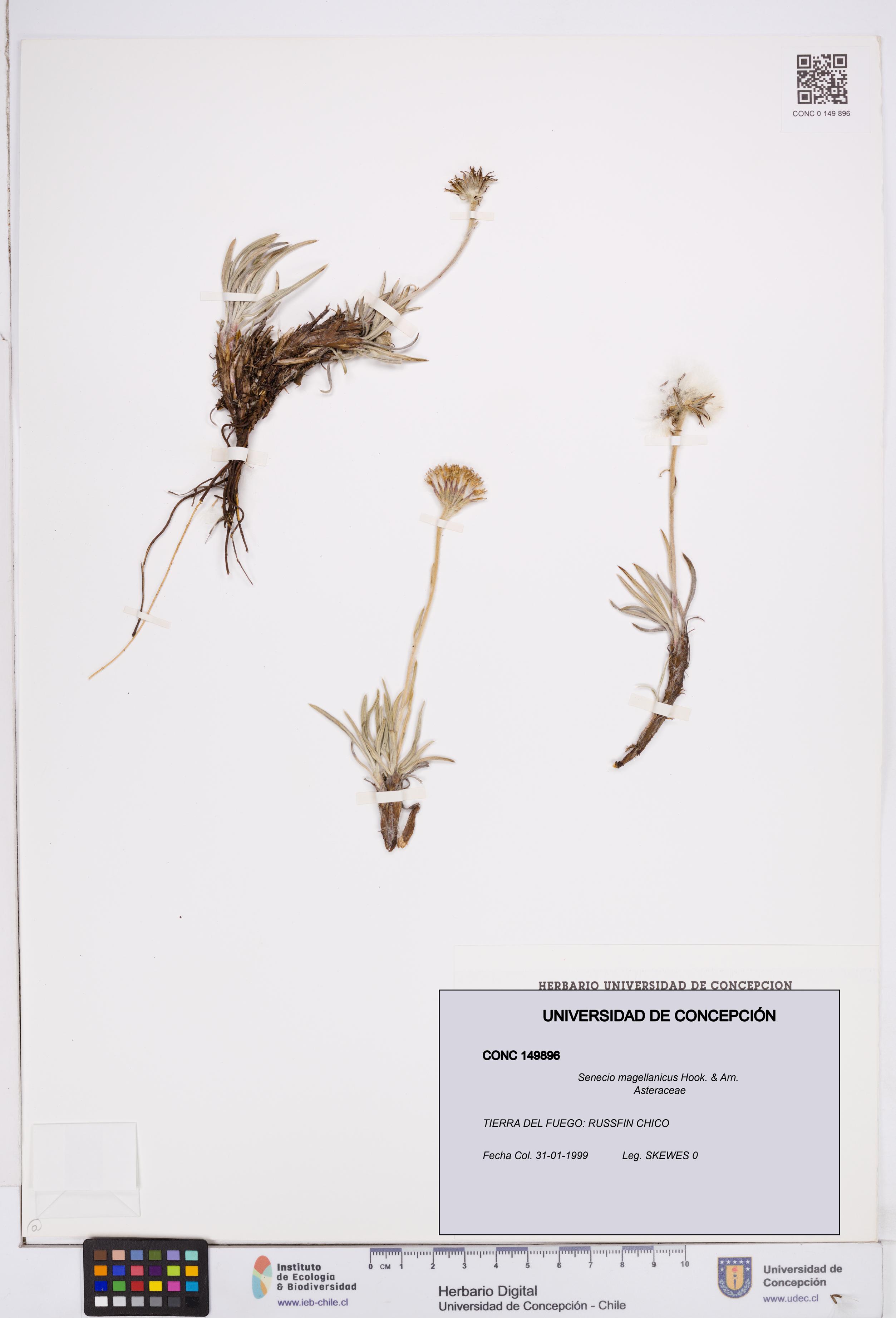 Senecio magellanicus [Espécimen: ]