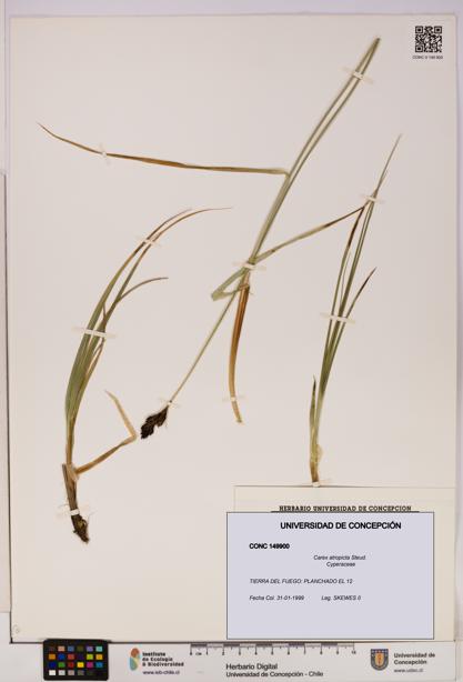 Carex atropicta [Espécimen: UDEC:CONC:0149900]