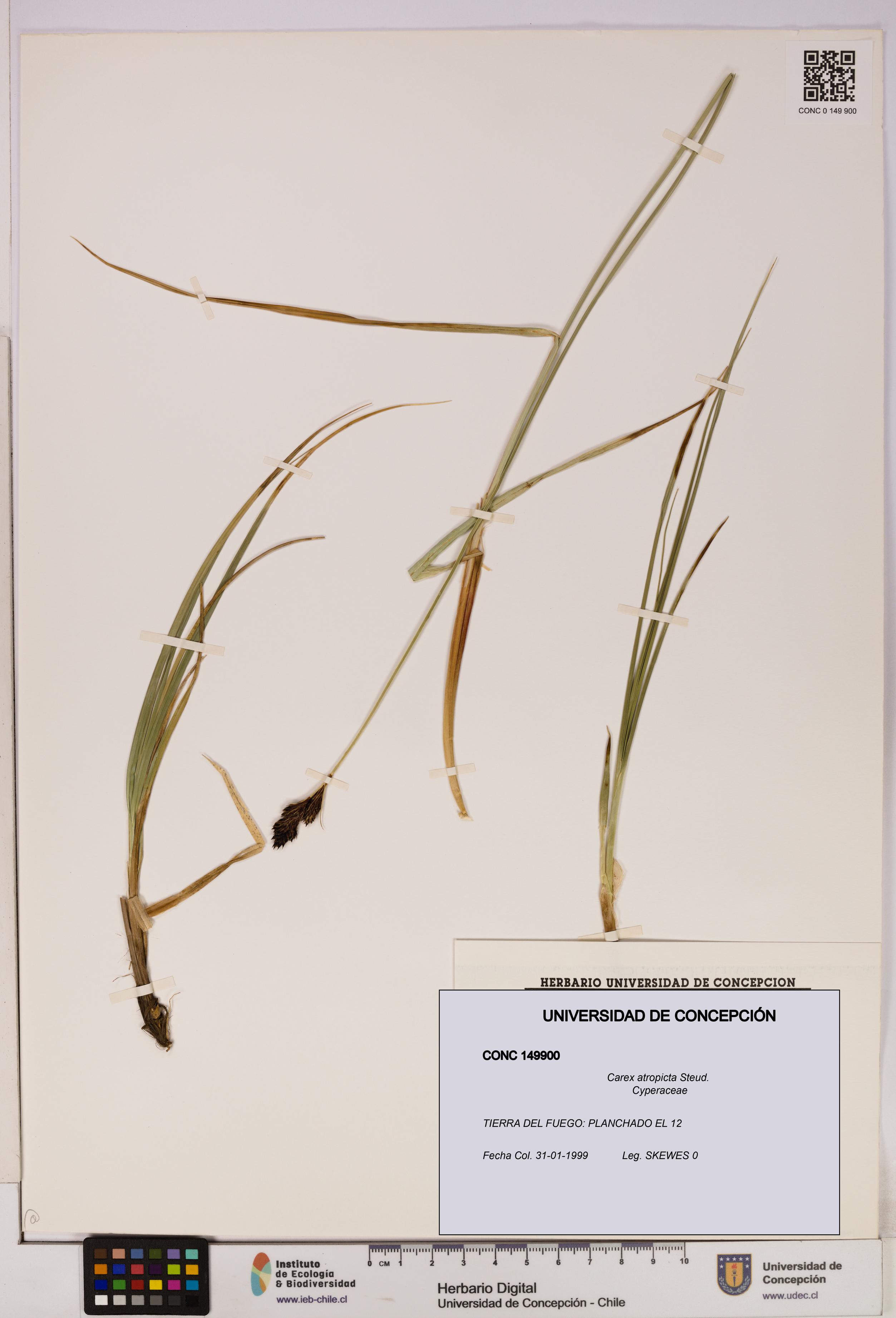 Carex atropicta [Espécimen: UDEC:CONC:0149900]