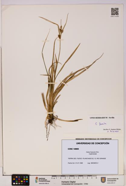 Carex fuscula [Espécimen: UDEC:CONC:0149905]