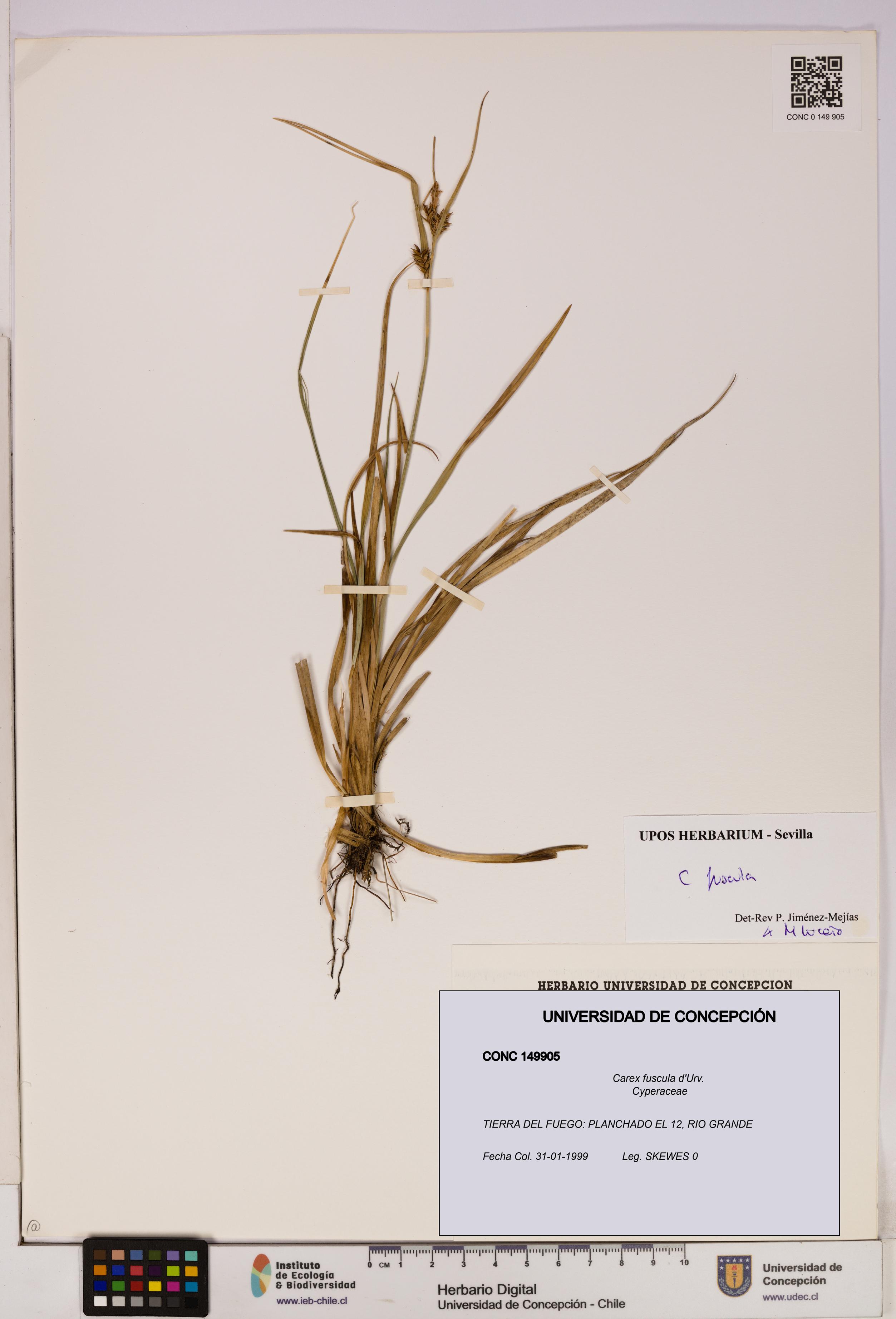 Carex fuscula [Espécimen: UDEC:CONC:0149905]