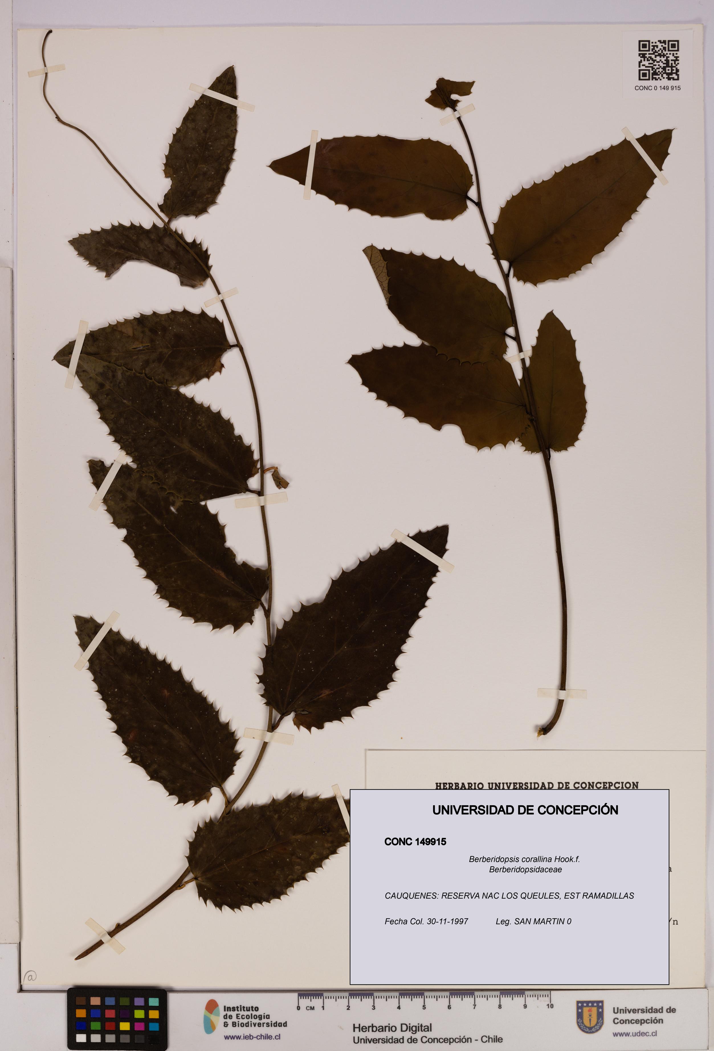 Berberidopsis corallina [Espécimen: UDEC:CONC:0149915]