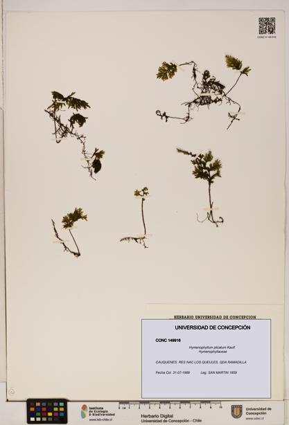 Hymenophyllum plicatum [Espécimen: ]