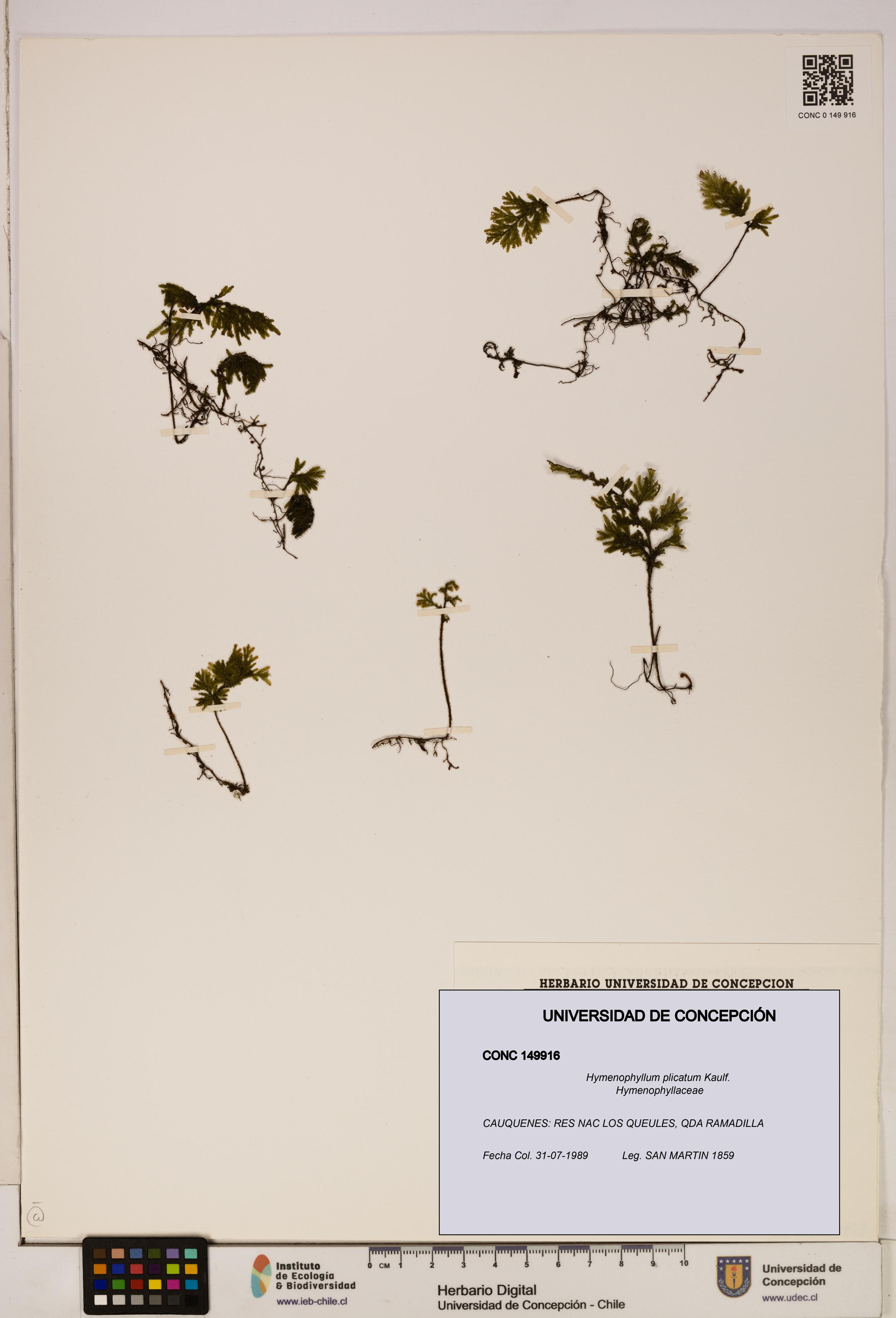 Hymenophyllum plicatum [Espécimen: ]