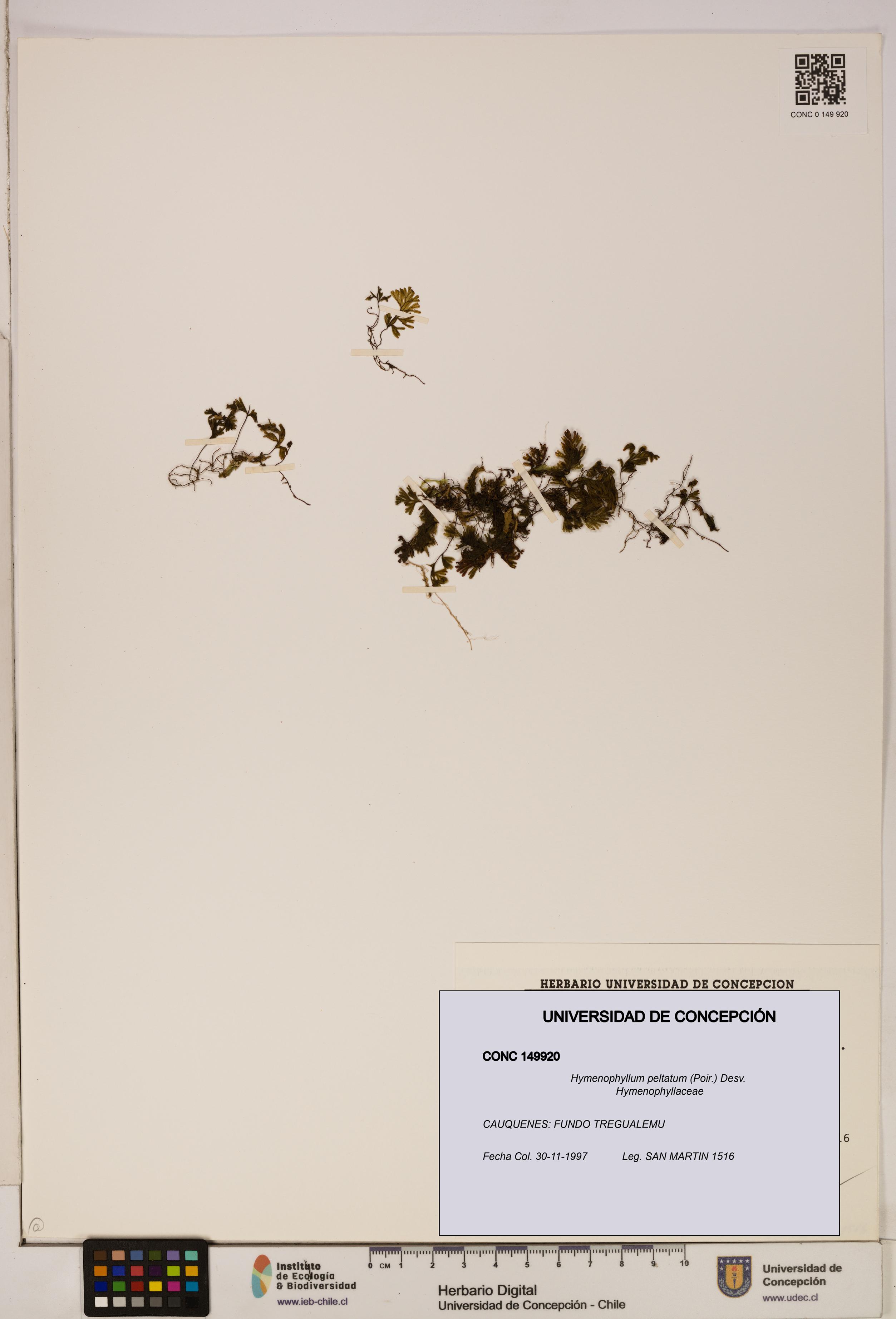 Hymenophyllum peltatum [Espécimen: ]