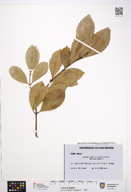 Laurelia sempervirens [Espécimen: UDEC:CONC:0149921]