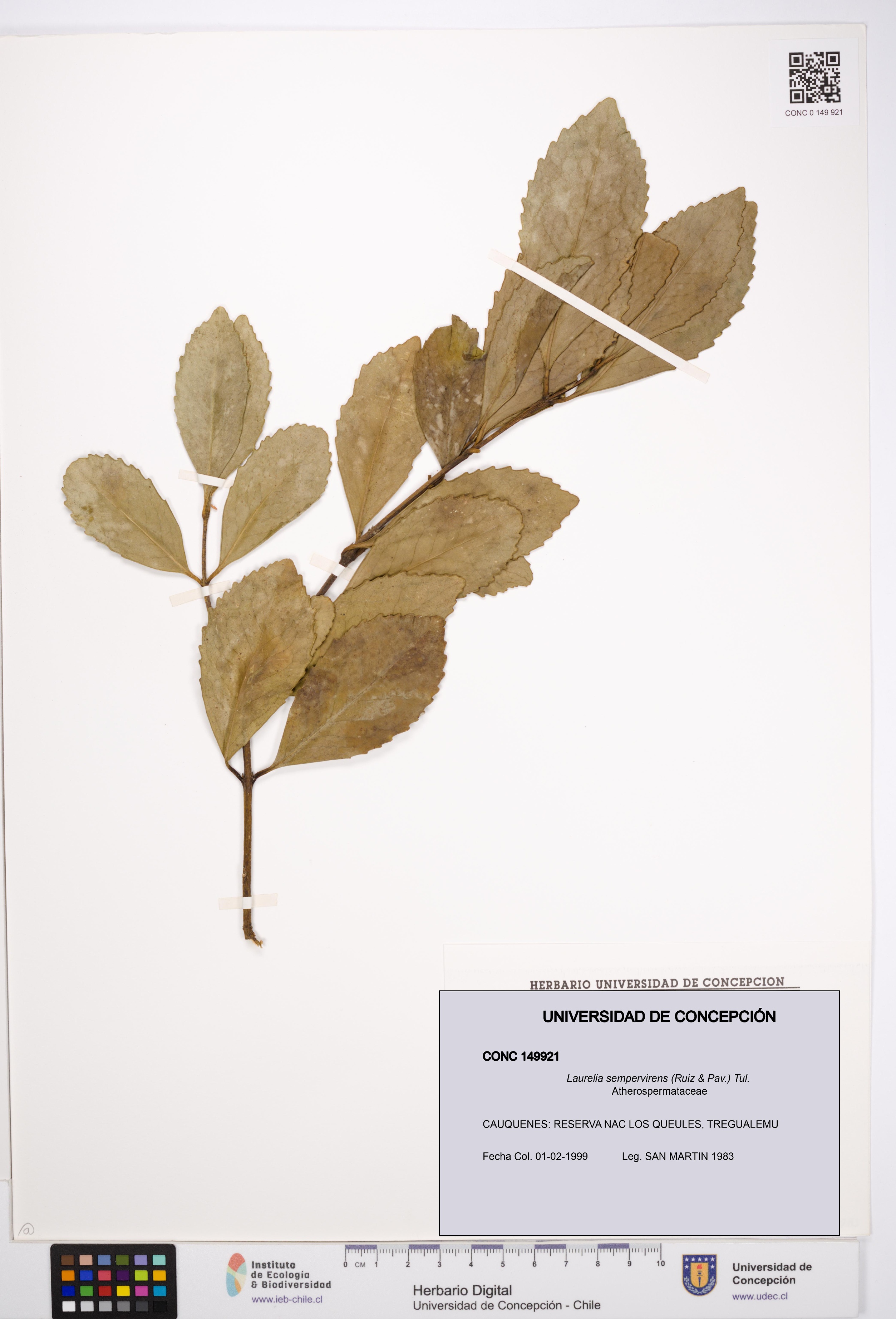 Laurelia sempervirens [Espécimen: UDEC:CONC:0149921]