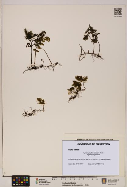 Hymenophyllum plicatum [Espécimen: ]