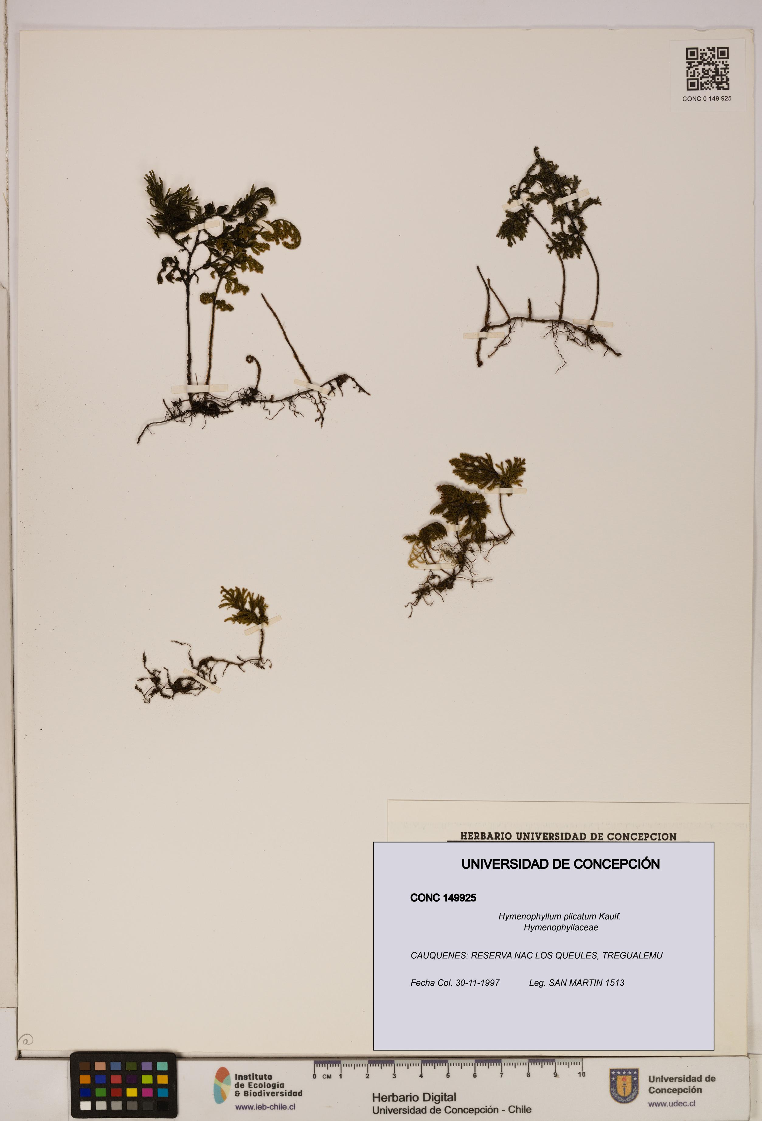 Hymenophyllum plicatum [Espécimen: ]
