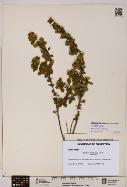 Baccharis rhomboidalis [Espécimen: UDEC:CONC:0149927]