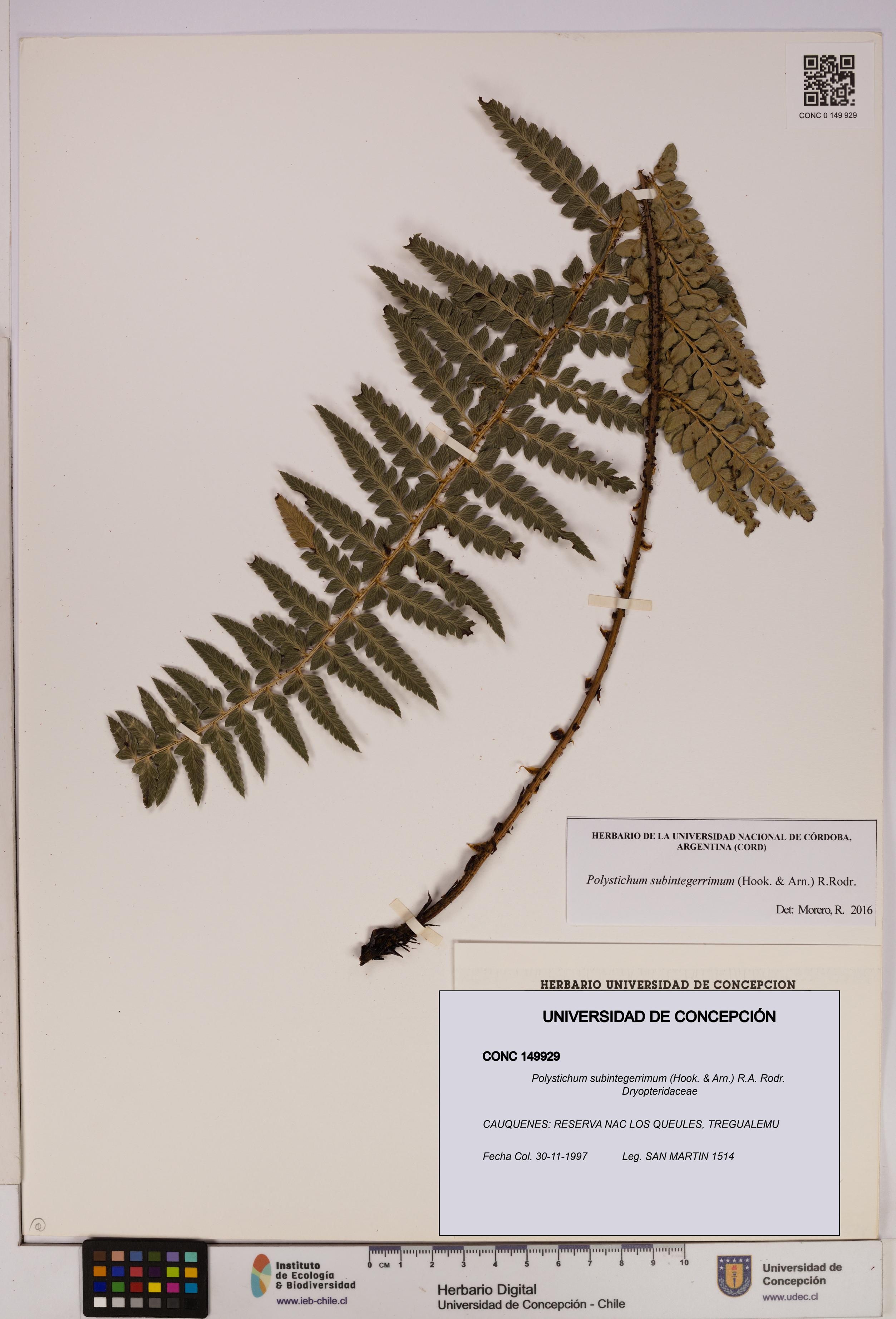 Polystichum subintegerrimum [Espécimen: UDEC:CONC:0149929]