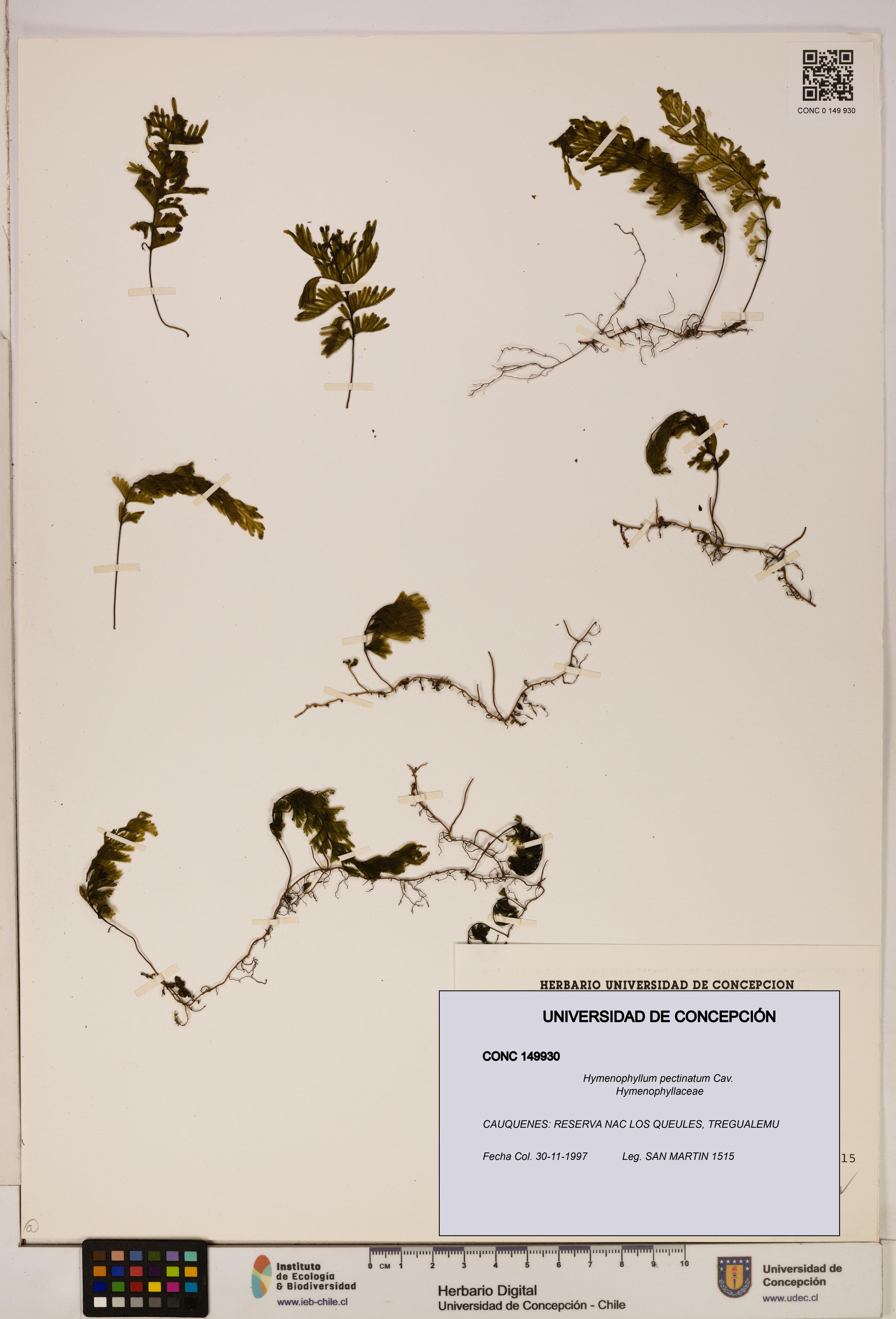 Hymenophyllum pectinatum [Espécimen: ]