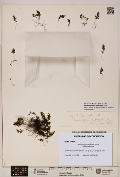 Hymenophyllum asperulum [Espécimen: UDEC:CONC:0149931]