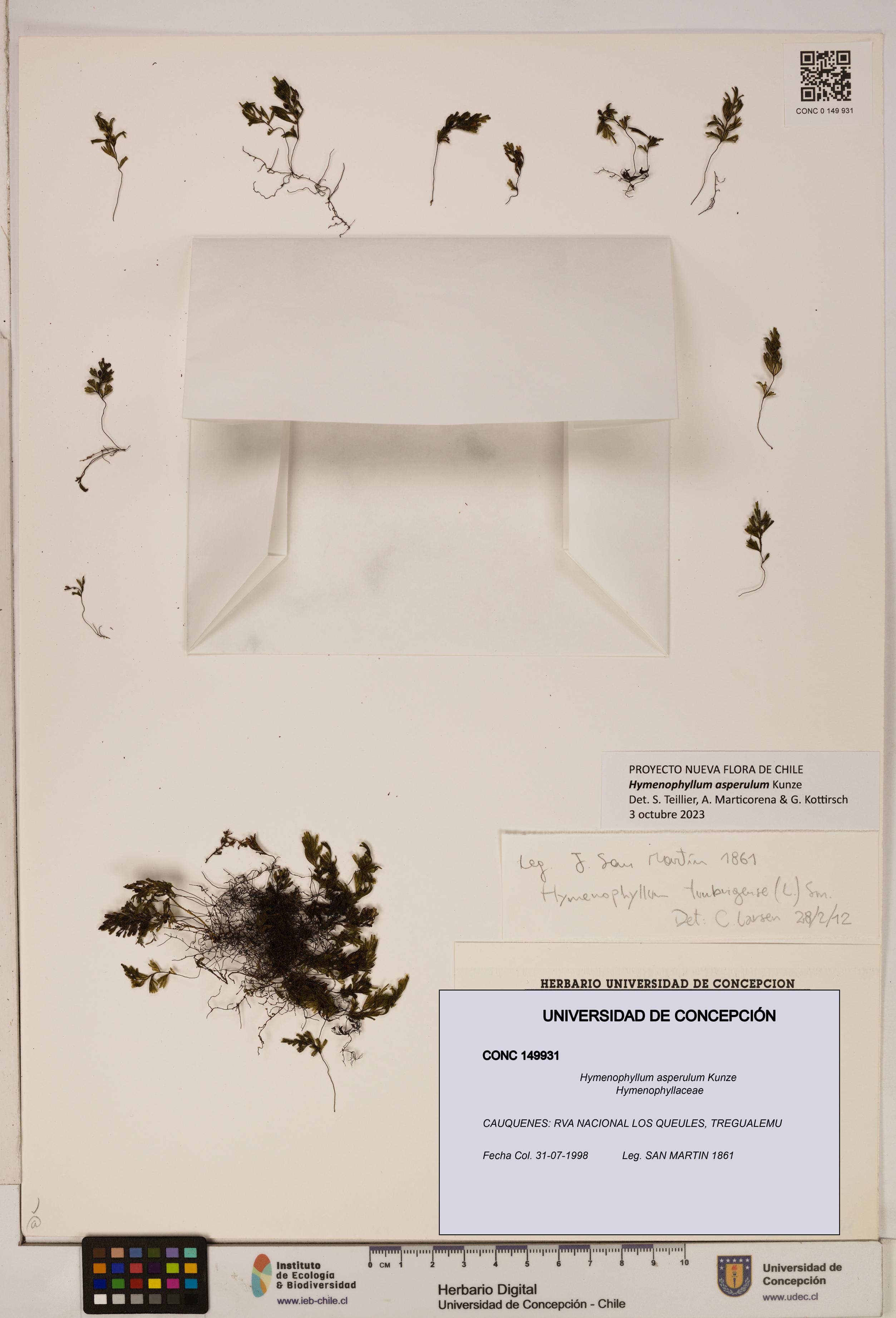 Hymenophyllum asperulum [Espécimen: UDEC:CONC:0149931]