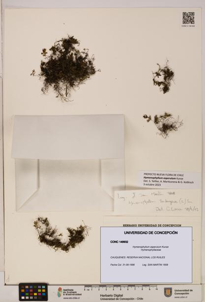 Hymenophyllum asperulum [Espécimen: UDEC:CONC:0149932]