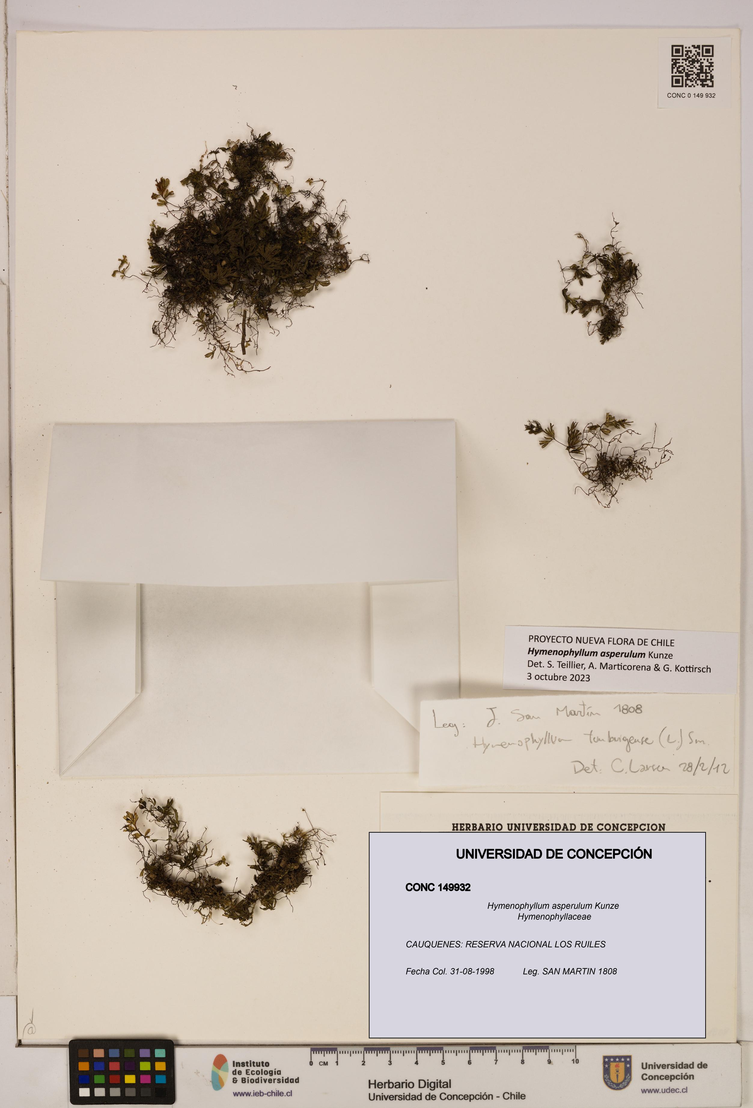 Hymenophyllum asperulum [Espécimen: UDEC:CONC:0149932]