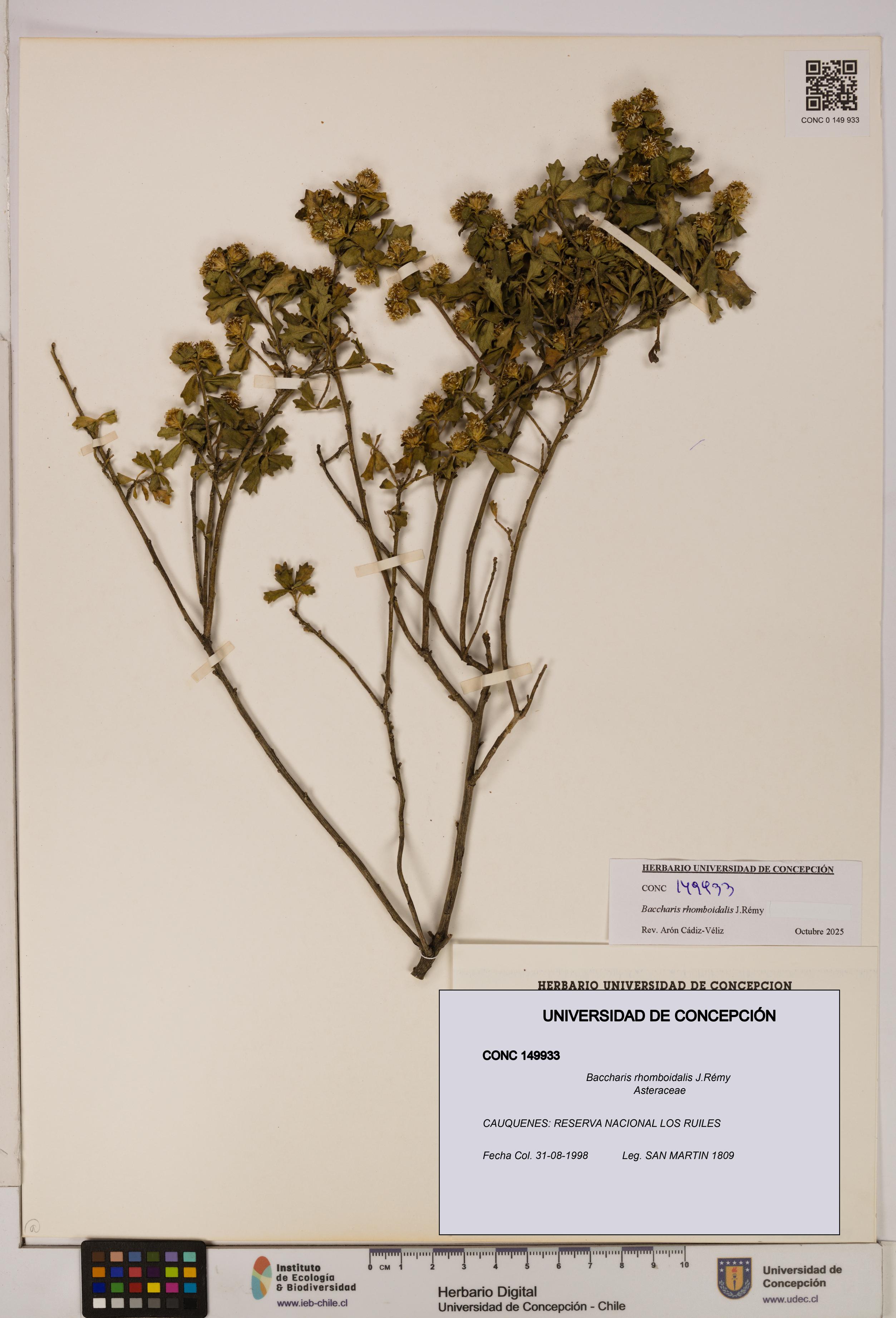 Baccharis rhomboidalis [Espécimen: UDEC:CONC:0149933]