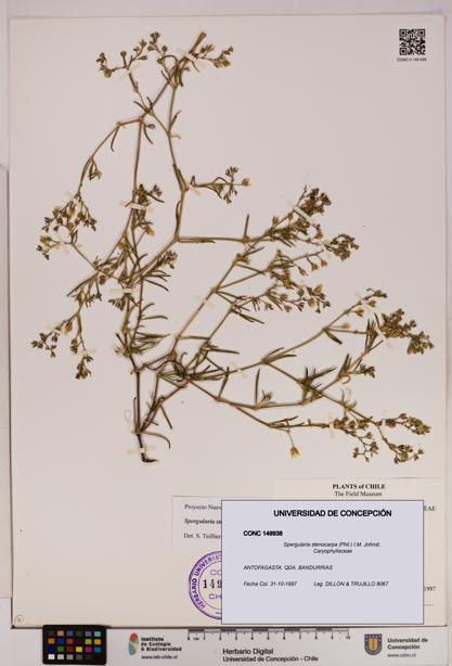 Spergularia stenocarpa [Espécimen: UDEC:CONC:0149938]