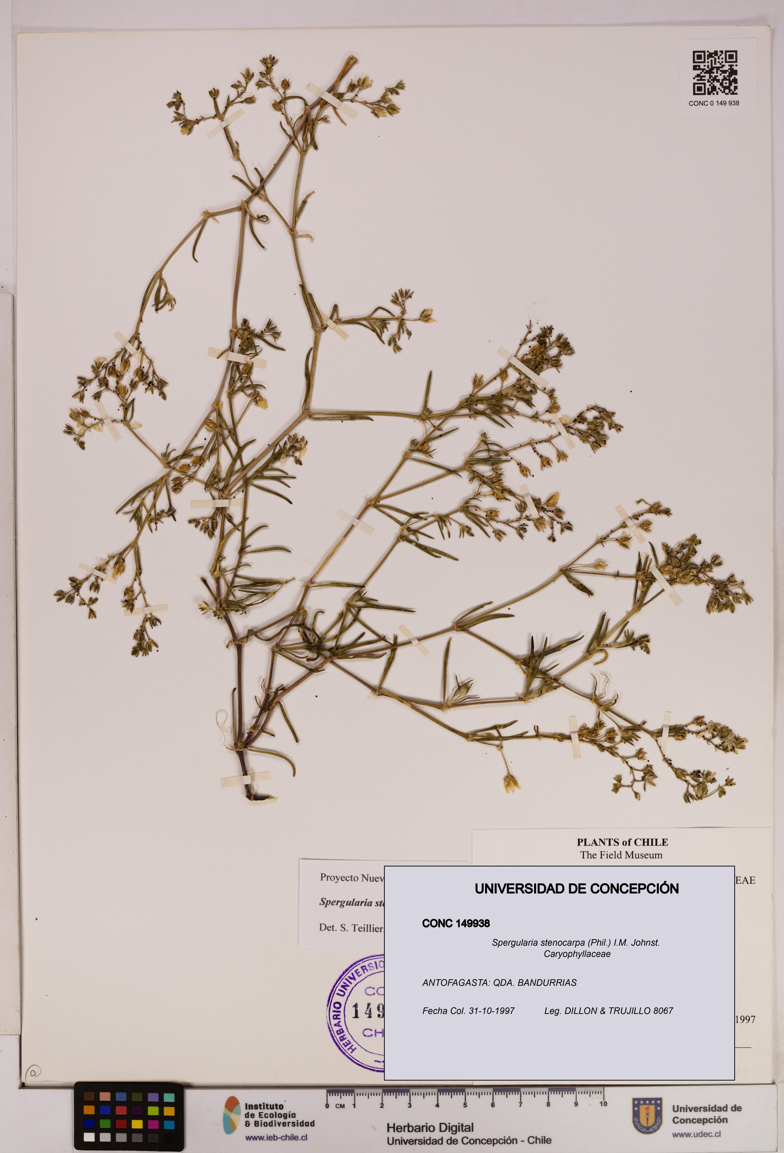 Spergularia stenocarpa [Espécimen: UDEC:CONC:0149938]