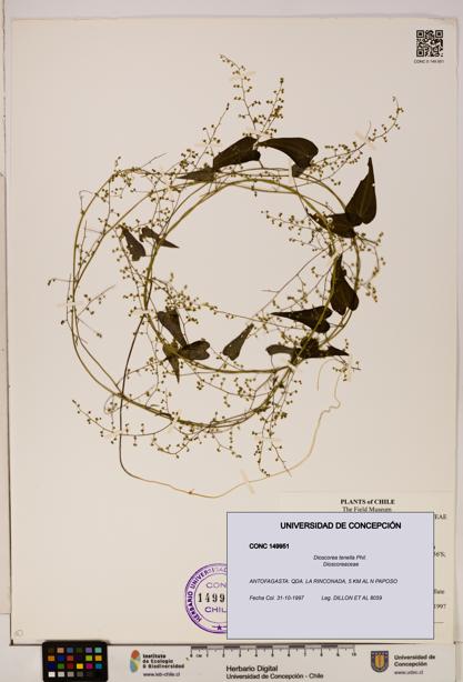 Dioscorea tenella [Espécimen: ]