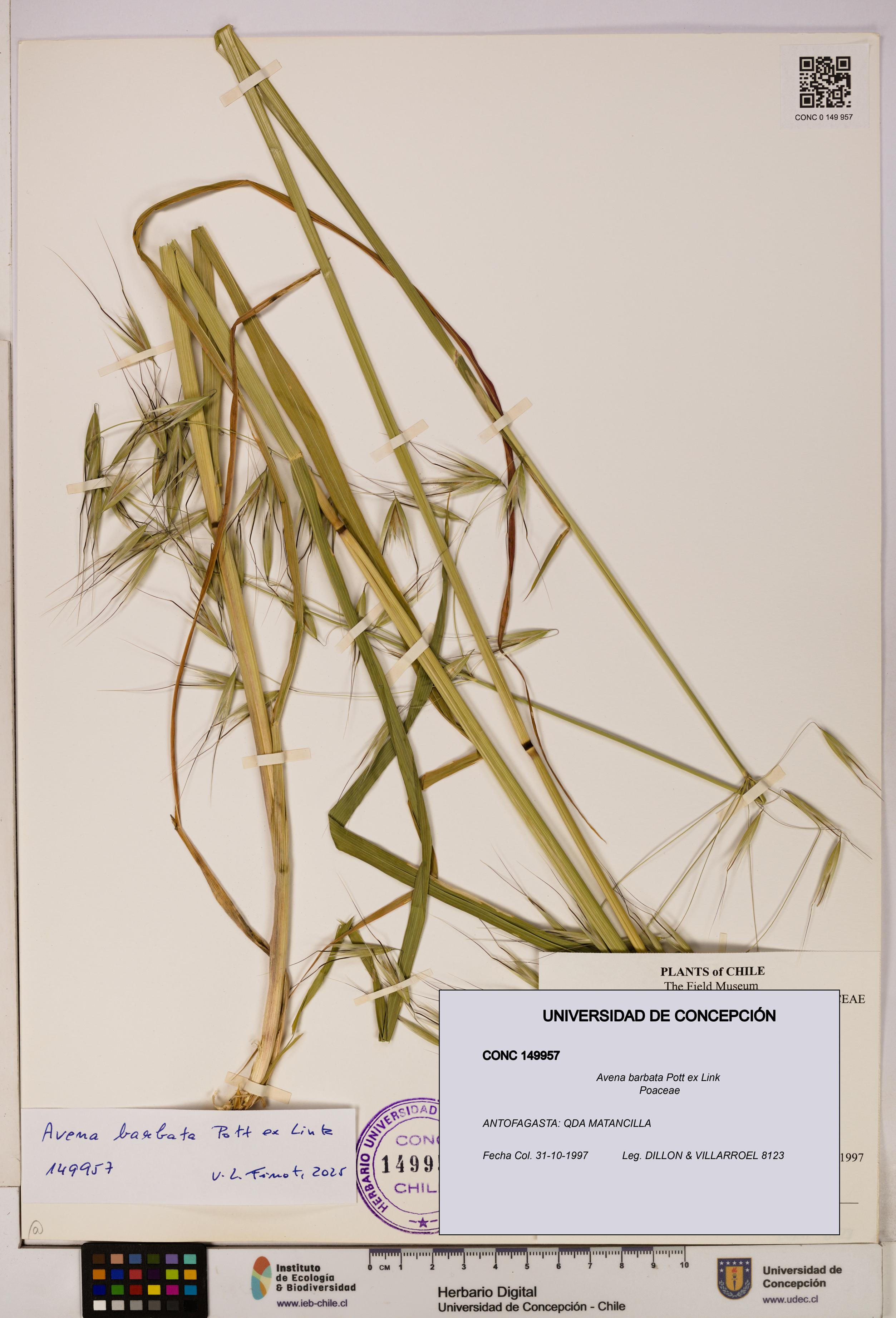 Avena barbata [Espécimen: UDEC:CONC:0149957]