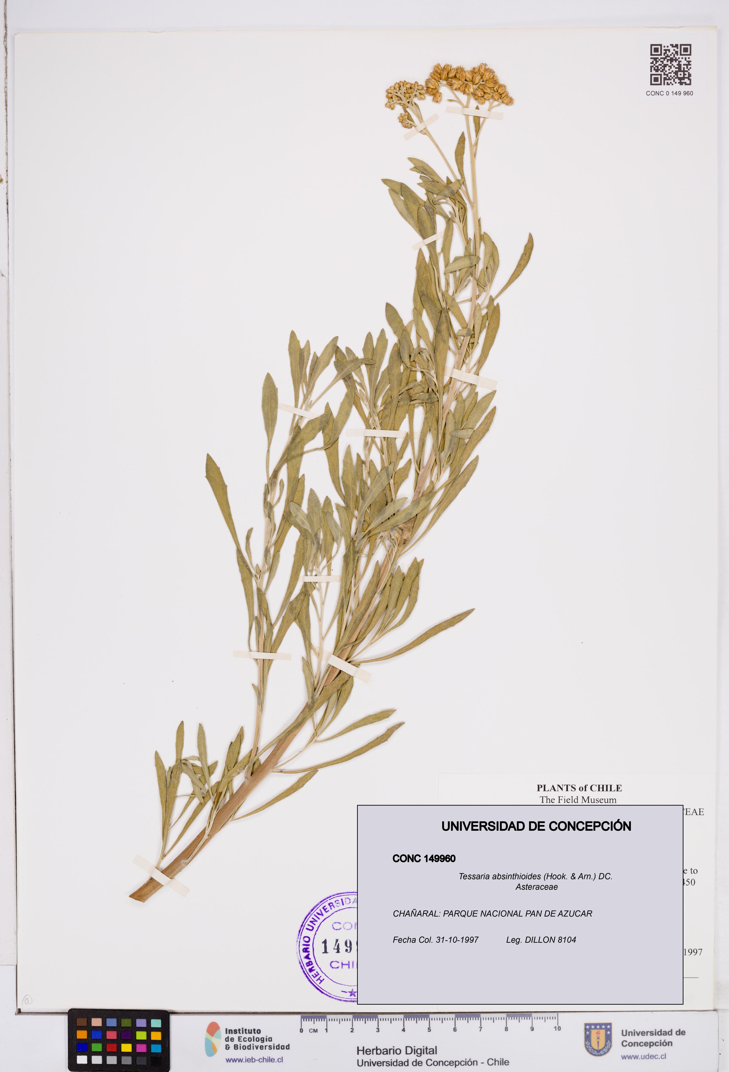 Tessaria absinthioides [Espécimen: ]