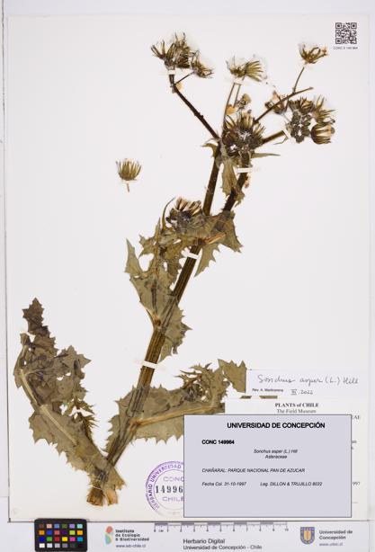 Sonchus asper [Espécimen: ]