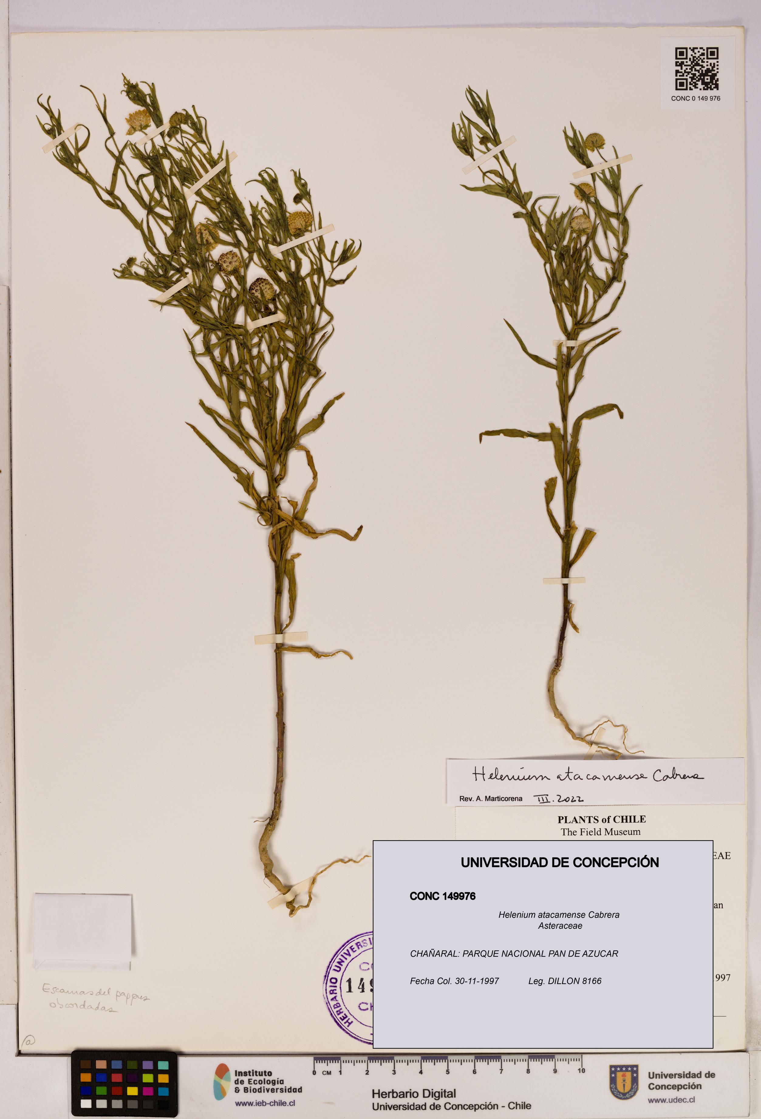 Helenium atacamense [Espécimen: UDEC:CONC:0149976]