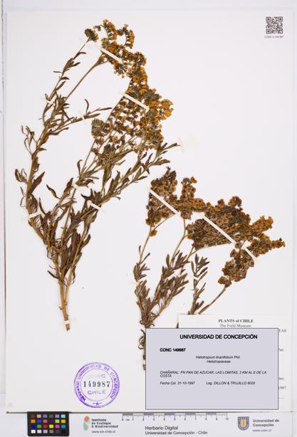 Heliotropium linariifolium [Espécimen: ]