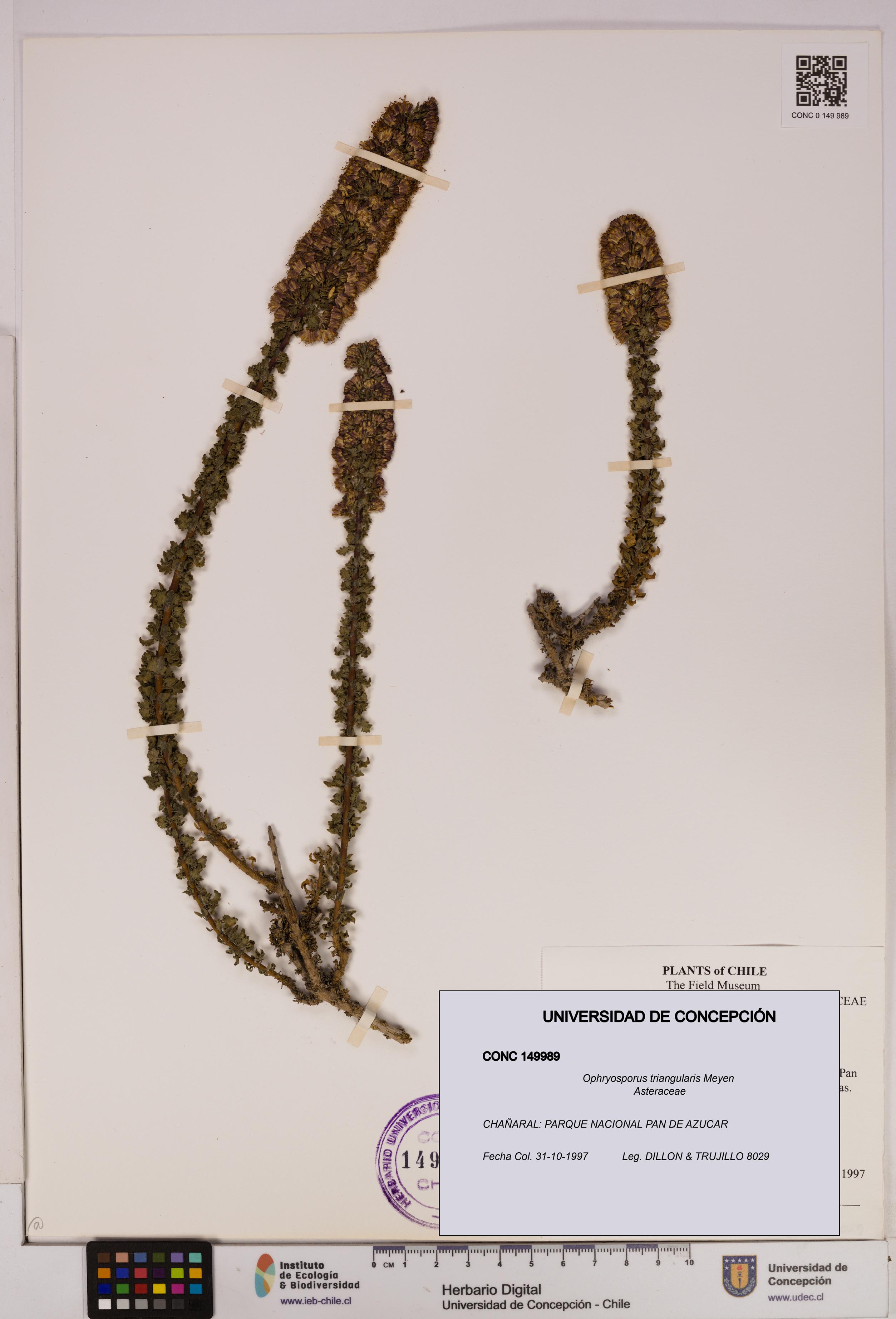 Ophryosporus triangularis [Espécimen: UDEC:CONC:0149989]