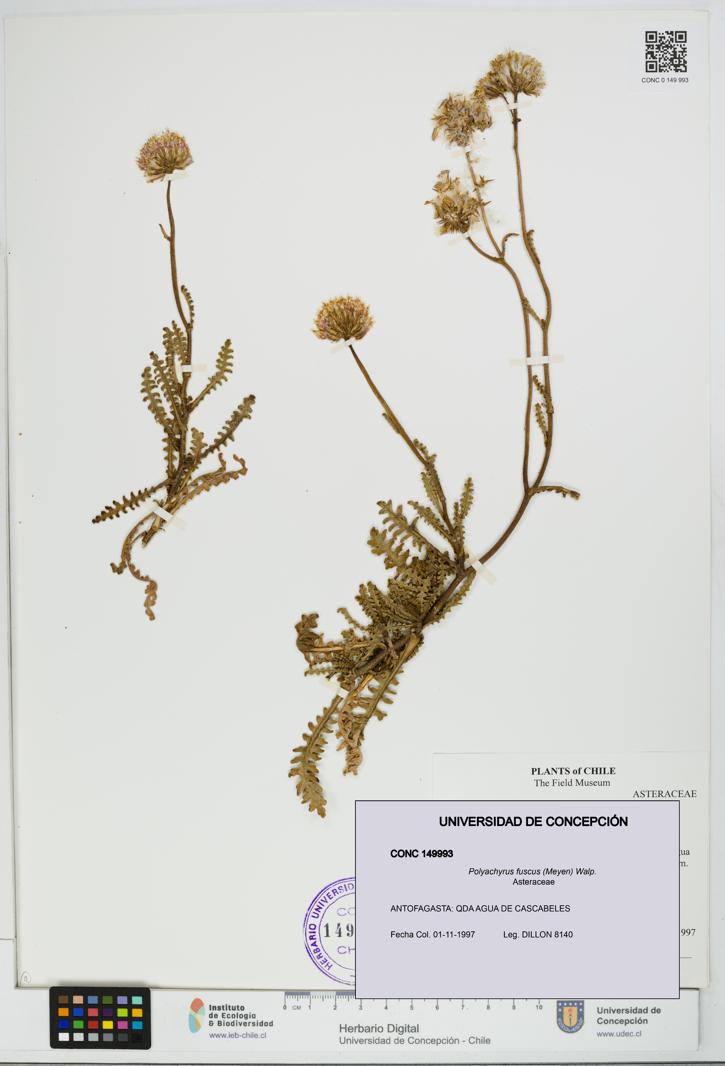 Polyachyrus fuscus [Espécimen: UDEC:CONC:0149993]