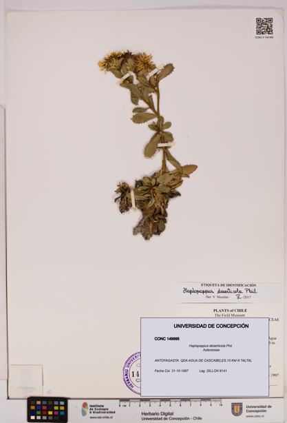 Haplopappus deserticola [Espécimen: UDEC:CONC:0149995]
