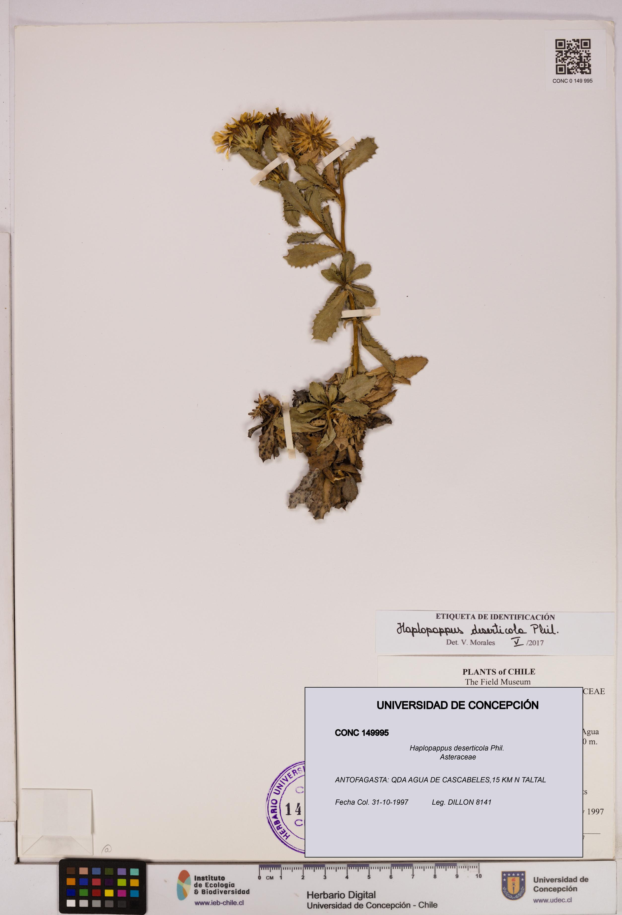 Haplopappus deserticola [Espécimen: UDEC:CONC:0149995]