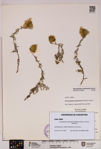 Plectocephalus atacamensis [Espécimen: UDEC:CONC:0150001]