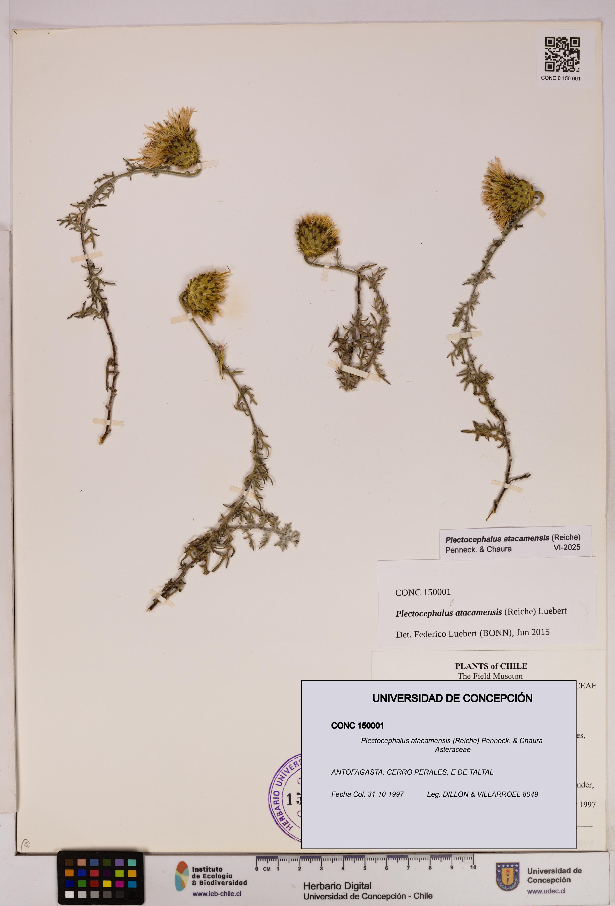 Plectocephalus atacamensis [Espécimen: UDEC:CONC:0150001]