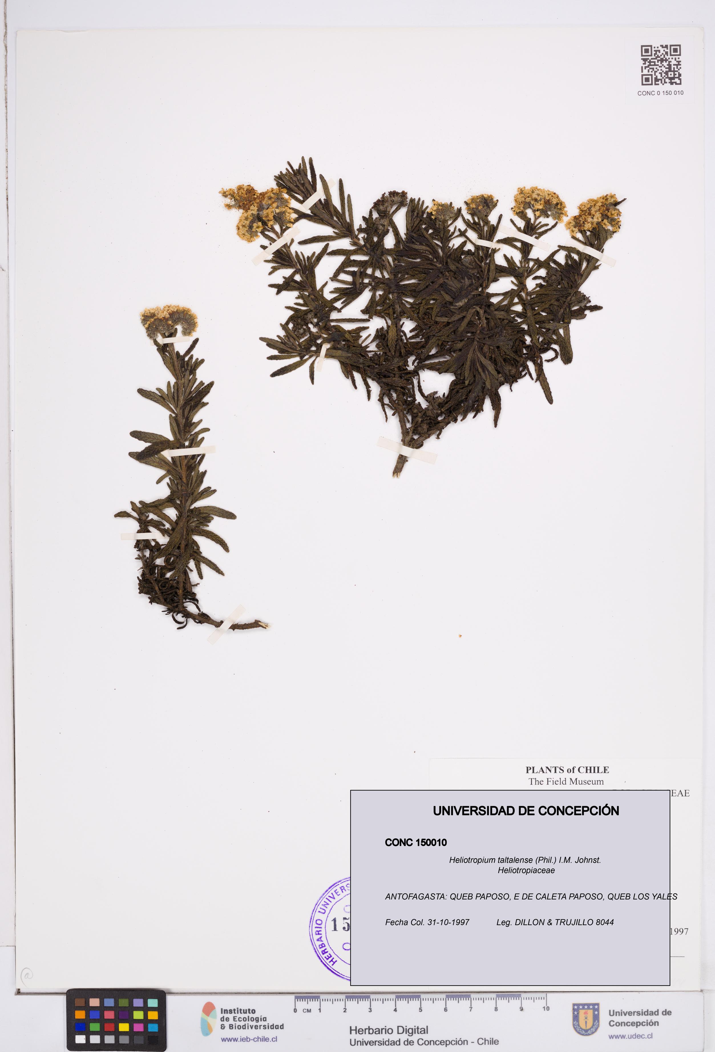 Heliotropium taltalense [Espécimen: ]