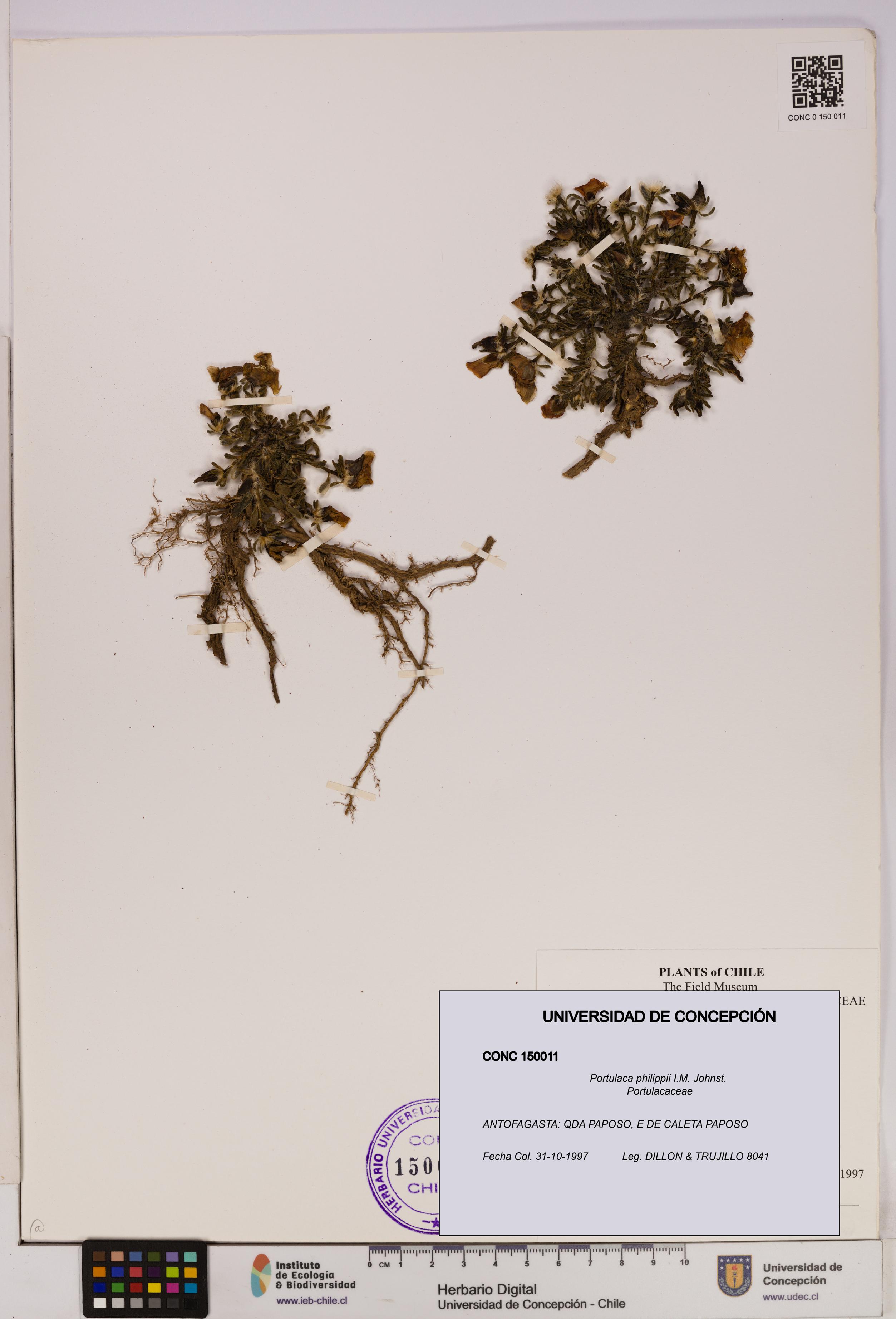 Portulaca philippii [Espécimen: UDEC:CONC:0150011]