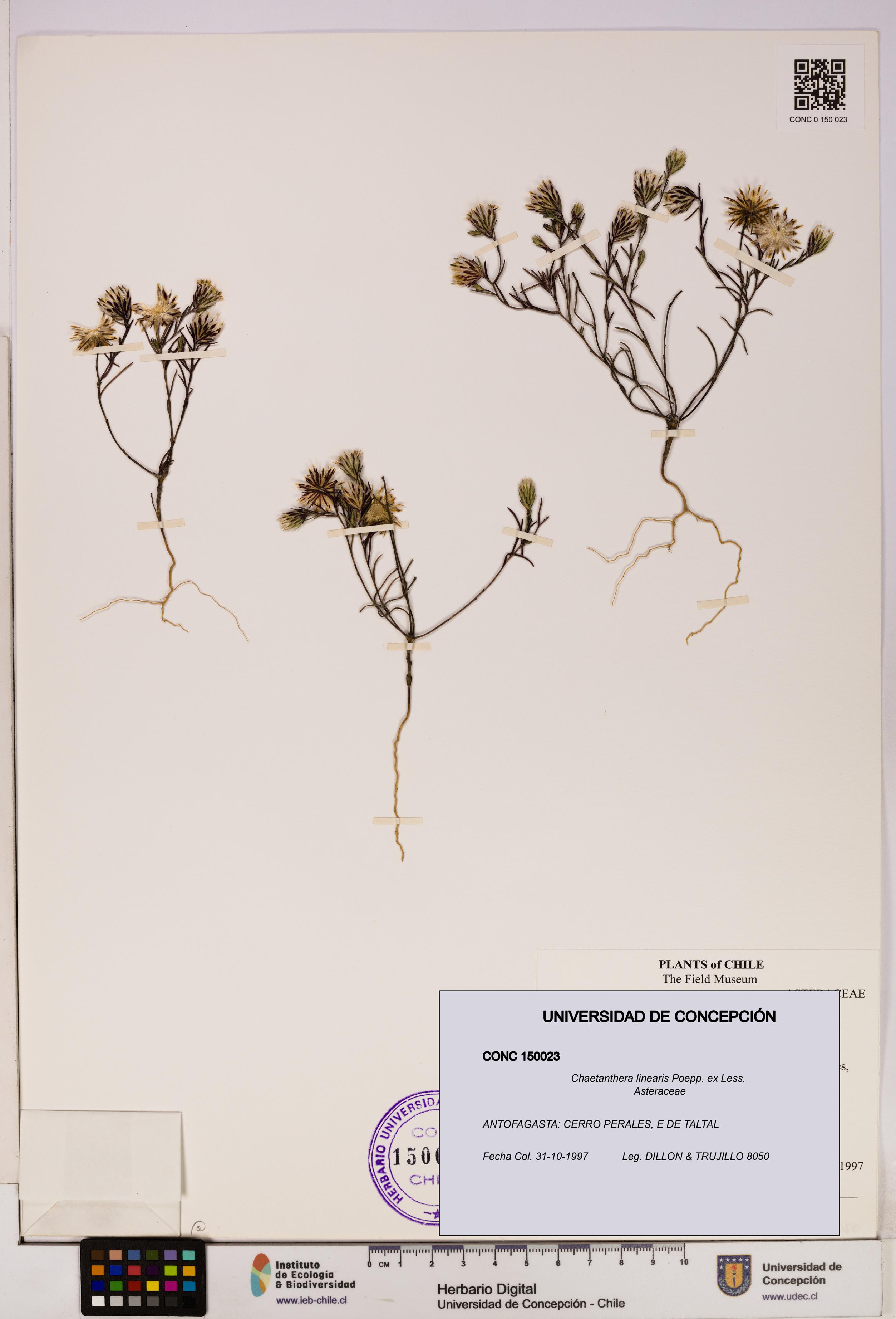Chaetanthera linearis [Espécimen: UDEC:CONC:0150023]