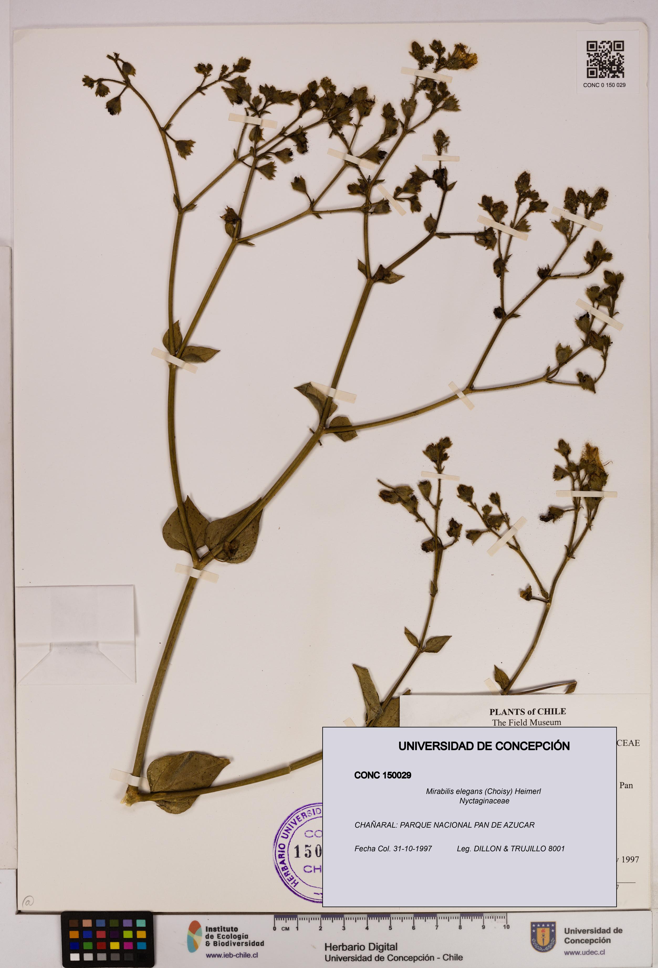 Mirabilis elegans [Espécimen: UDEC:CONC:0150029]