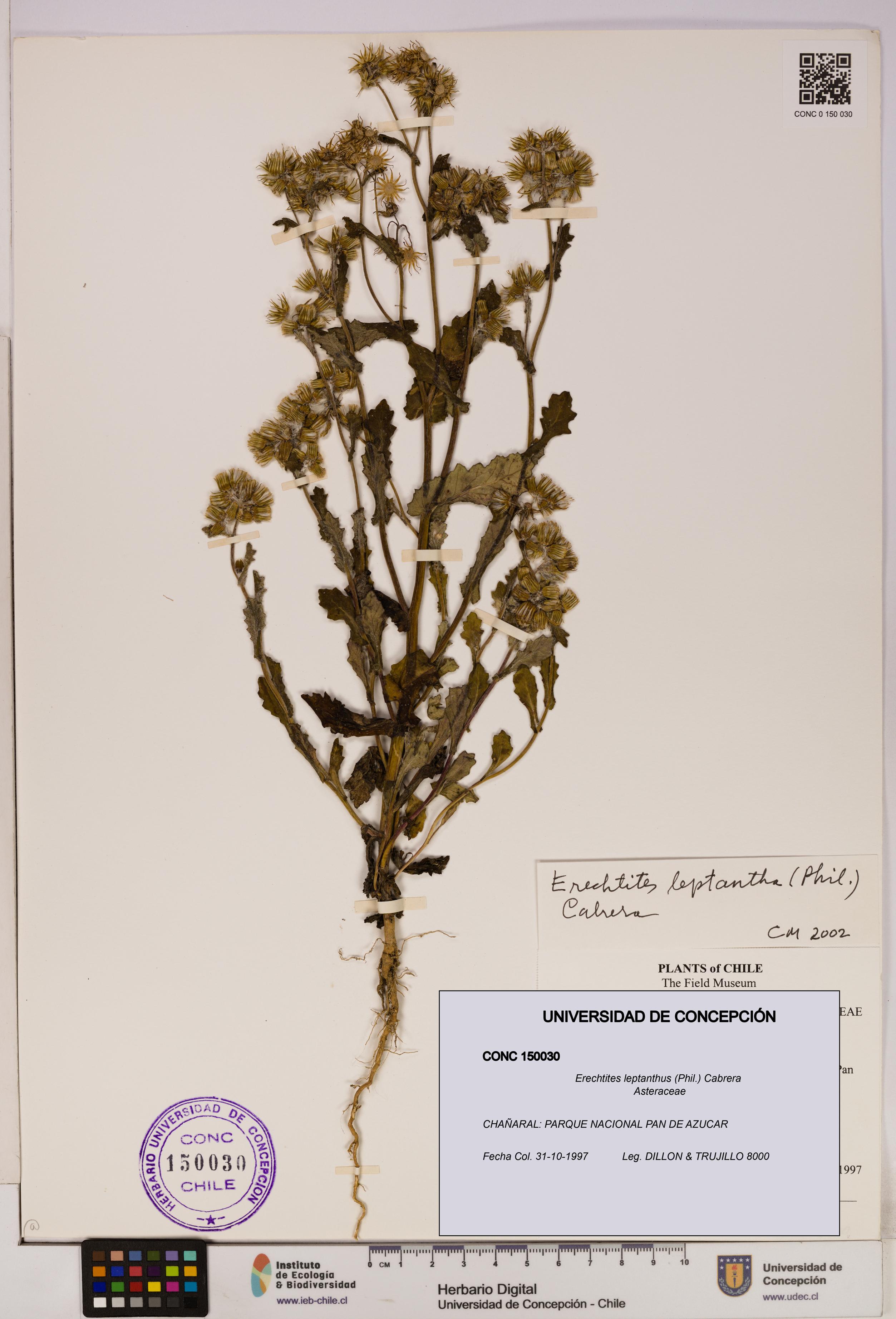 Erechtites leptanthus [Espécimen: ]